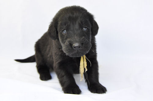 フラットコーテッドレトリバー　ブリーダー　子犬販売の専門店　AngelWan　戸塚　泉　瀬谷