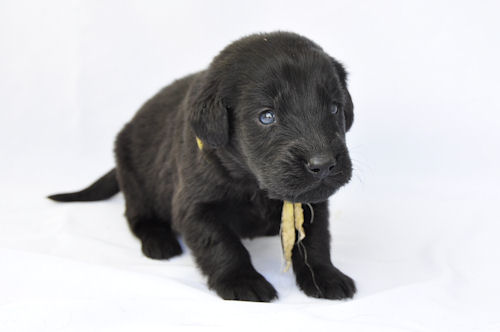 フラットコーテッドレトリバー　ブリーダー　子犬販売の専門店　AngelWan　都筑　港北　緑