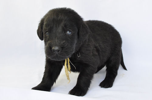 フラットコーテッドレトリバー　ブリーダー　子犬販売の専門店　AngelWan　港南　青葉　中