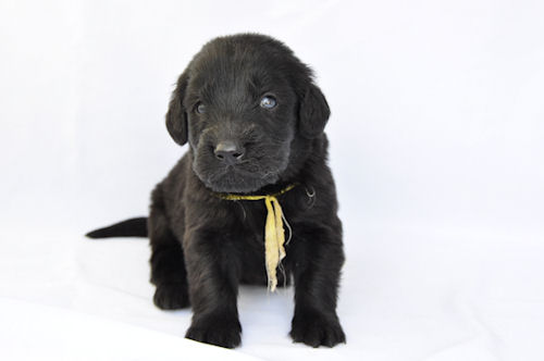 フラットコーテッドレトリバー　ブリーダー　子犬販売の専門店 AngelWan　東京　千葉　埼玉