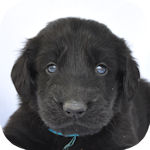 フラットコーテッドレトリバー　ブリーダー　子犬販売の専門店　AngelWan　横浜