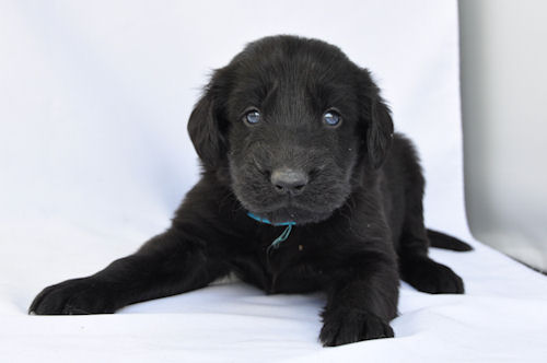 フラットコーテッドレトリバー　ブリーダー　子犬販売の専門店　AngelWan　愛知　福岡