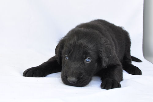 フラットコーテッドレトリバー　ブリーダー　子犬販売の専門店AngelWan　川崎　町田　藤沢