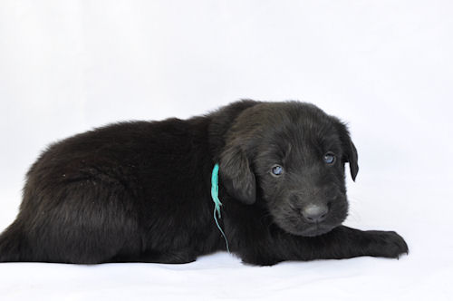 フラットコーテッドレトリバー　ブリーダー　子犬販売の専門店　AngelWan　相模原　湘南