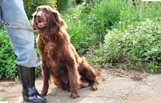 フラットコーテッドレトリバー　ブリーダー　子犬販売の専門店　AngelWan　横浜