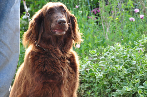 フラットコーテッドレトリバー　ブリーダー　子犬販売の専門店　AngelWan　神奈川