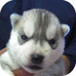 シベリアンハスキー　ブリーダー　子犬販売の専門店　AngelWan　横浜