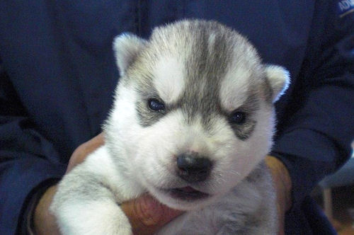 シベリアンハスキー　ブリーダー　子犬販売の専門店　AngelWan　東京　神奈川　千葉