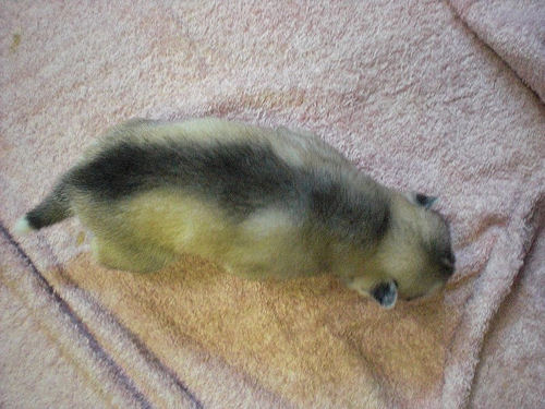 シベリアンハスキー　ブリーダー　子犬販売の専門店　AngelWan　埼玉　群馬　栃木