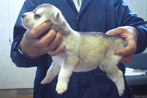 シベリアンハスキー　ブリーダー　子犬販売の専門店　AngelWan　福岡　兵庫　広島