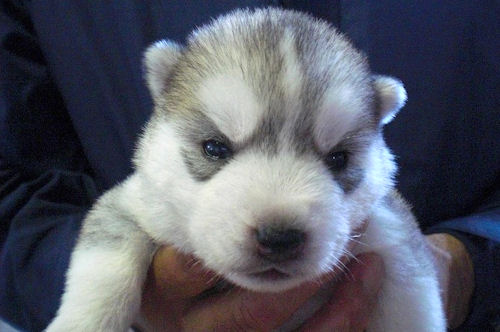 シベリアンハスキー　ブリーダー　子犬販売の専門店　ＡｎｇｅｌＷａｎ　横浜市　戸塚区　泉区