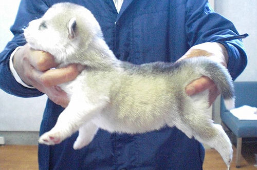 シベリアンハスキー　ブリーダー　子犬販売の専門店　ＡｎｇｅｌＷａｎ　港北区　都筑区　緑区