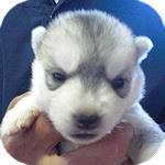 シベリアンハスキー　ブリーダー　子犬販売の専門店　AngelWan　横浜