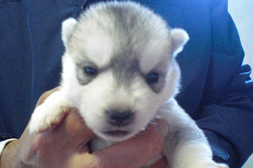 シベリアンハスキー　ブリーダー　子犬販売の専門店　AngelWan　青葉区　旭区　鶴見区