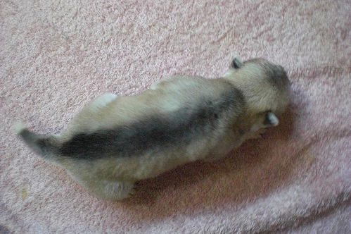 シベリアンハスキー　ブリーダー　子犬販売の専門店　AngelWan　愛知　岐阜　三重　