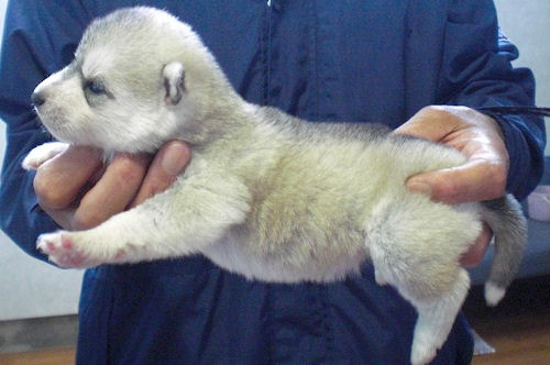 シベリアンハスキー　ブリーダー　子犬販売の専門店　AngelWan　長野　富山　新潟