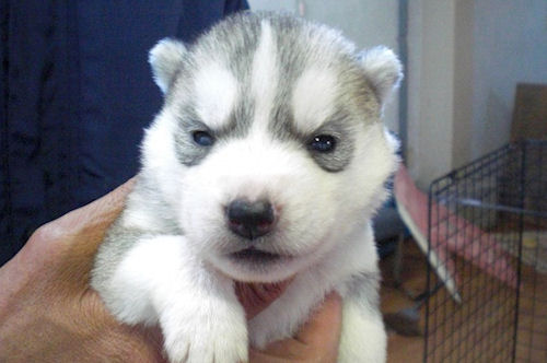 シベリアンハスキー　ブリーダー　子犬販売の専門店　AngelWan　和歌山　奈良　大阪