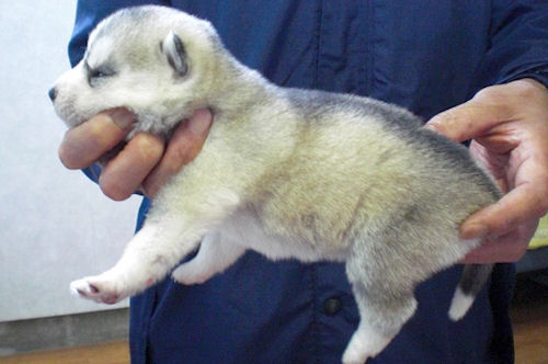 シベリアンハスキー　ブリーダー　子犬販売の専門店　AngelWan　空輸　日本全国対応