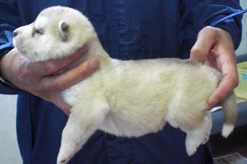 シベリアンハスキー　ブリーダー　子犬販売の専門店　　AngelWan　小田原　湘南　静岡