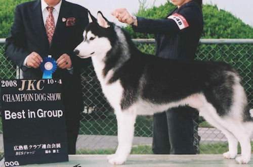 シベリアンハスキー　ブリーダー　子犬販売の専門店　AngelWan　横浜