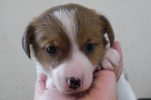 ジャックラッセルテリア　ブリーダー　子犬販売の専門店　AngelWan　東京　神奈川　千葉