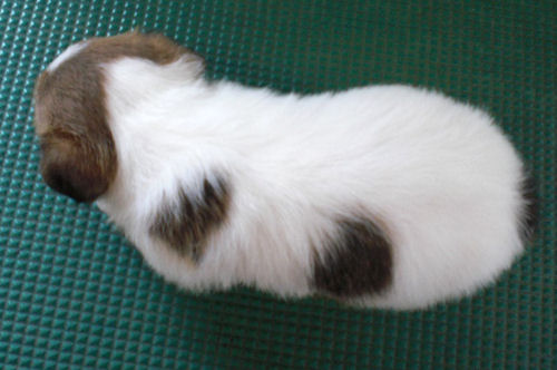 ジャックラッセルテリア　ブリーダー　子犬販売の専門店　AngelWan　埼玉　山梨　静岡