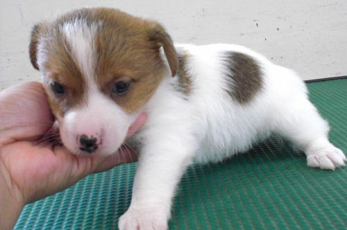 ジャックラッセルテリア　ブリーダー　子犬販売の専門店　AngelWan　広島　福岡　兵庫