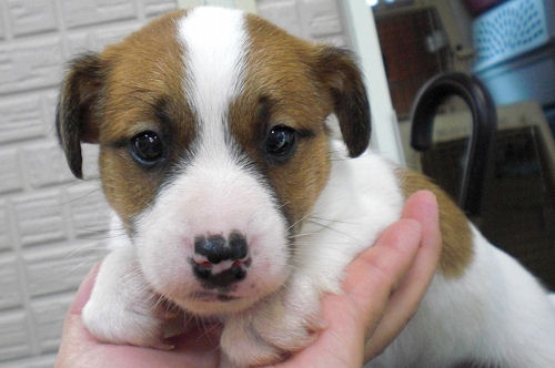 ジャックラッセルテリア　ブリーダー　子犬販売の専門店　AngelWan　横浜市戸塚区　泉区