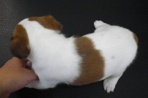 ジャックラッセルテリア　ブリーダー　子犬販売の専門店 AngelWan　港北区　都筑区　緑区