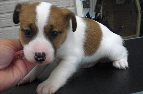 ジャックラッセルテリア　ブリーダー　子犬販売の専門店 AngelWan　栄区　中区　海老名市