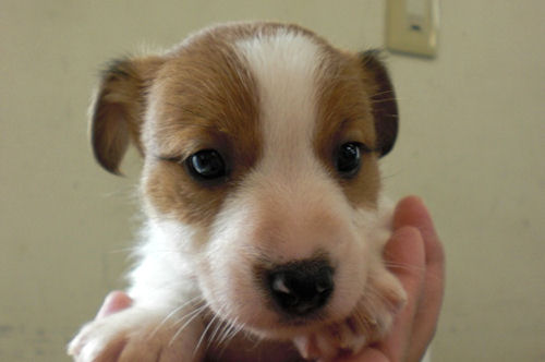 ジャックラッセルテリア　ブリーダー　子犬販売の専門店　AngelWan　青森　秋田　岩手