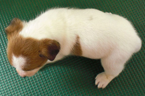 ジャックラッセルテリア　ブリーダー　子犬販売の専門店　AngelWan　JKC　CH直子