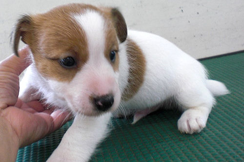 ジャックラッセルテリア　ブリーダー　子犬販売の専門店　AngelWan　栃木　群馬　愛知