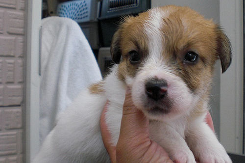 ジャックラッセルテリア　ブリーダー　子犬販売の専門店　AngelWan　ANA　JAL 　空輸