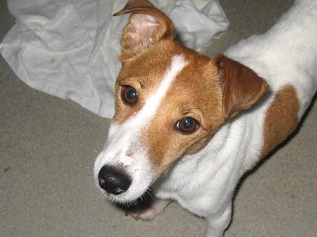 ジャックラッセルテリア　ブリーダー　子犬販売の専門店　AngelWan　横浜