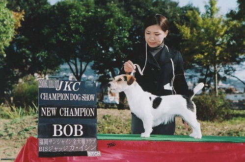 ジャックラッセルテリア　ブリーダー　子犬販売の専門店　AngelWan　横浜