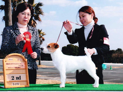 ジャックラッセルテリア　子犬販売の専門店　AngelWan　横浜