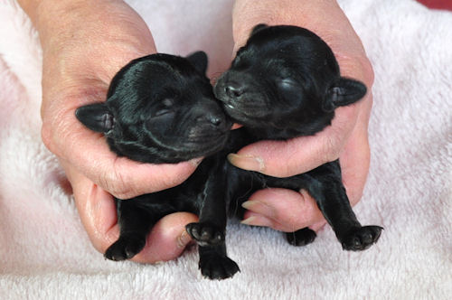 ミックス　ブリーダー　子犬販売の専門店　AngelWan　横浜市　戸塚区　泉区　旭区　中区