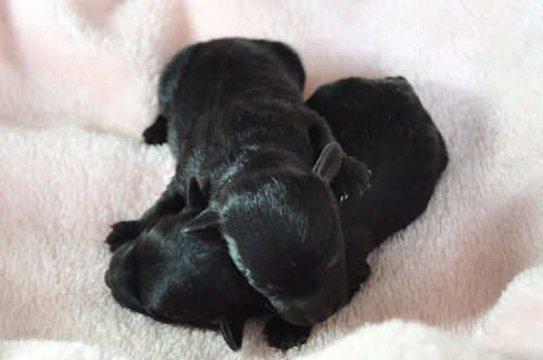 ミックス　ブリーダー　子犬販売の専門店　AngelWan　東京　千葉　埼玉　神奈川　ペット