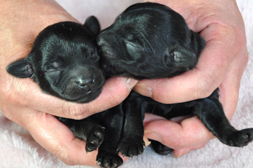 ミックス　ブリーダー　子犬販売の専門店　AngelWan　川崎　町田　相模原　藤沢　茅ヶ崎
