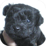 ヨーキープー　ブリーダー　子犬販売の専門店　ＡｎｇｅｌＷａｎ　横浜