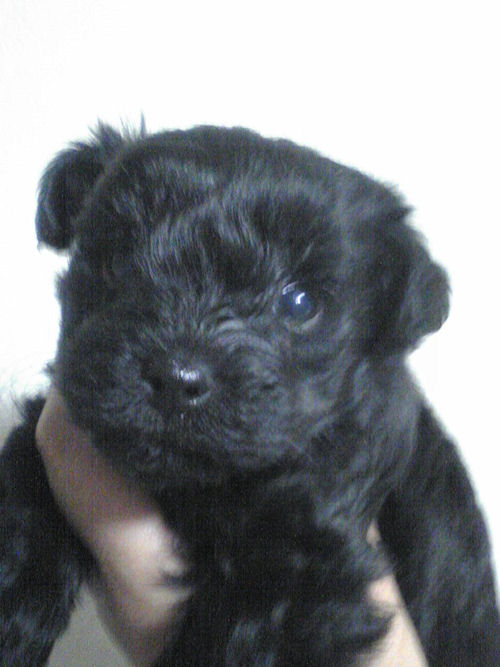 ヨーキープー　ブリーダー　子犬販売の専門店　ＡｎｇｅｌＷａｎ　ミックス　雑種　ハーフドッグ