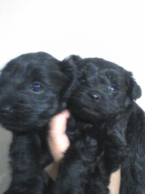 ヨーキープー　ブリーダー　子犬販売の専門店　ＡｎｇｅｌＷａｎ　東京　千葉　埼玉　神奈川