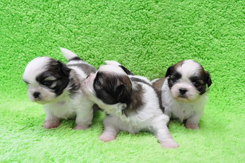 シーズー 男の子 兄弟 シーズー ブリーダー 子犬販売の専門店 AngelWan 茅ヶ崎 横須賀 中区 港南区