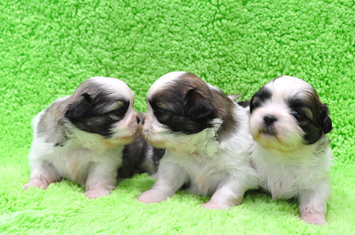 シーズー　ブリーダー　子犬販売の専門店　AngelWan　CHU　キス　３兄弟　犬舎