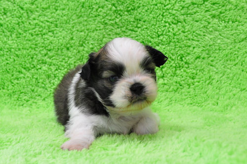 シーズー 仔犬販売 ブリーダー シーズー ブリーダー 子犬販売の専門店 AngelWan 川崎 東京 相模原 町田 藤沢
