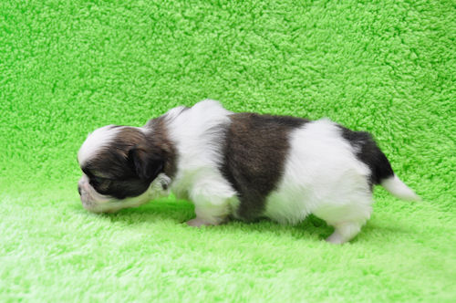 シーズー 子犬直販 JKC シーズー ブリーダー 子犬販売の専門店 AngelWan 東京 千葉 埼玉 静岡 山梨