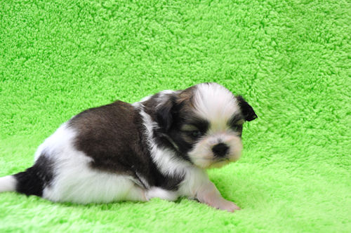 シーズー 子犬情報 オス シーズー ブリーダー 子犬販売の専門店 AngelWan 青森 秋田 岩手 福島 宮城