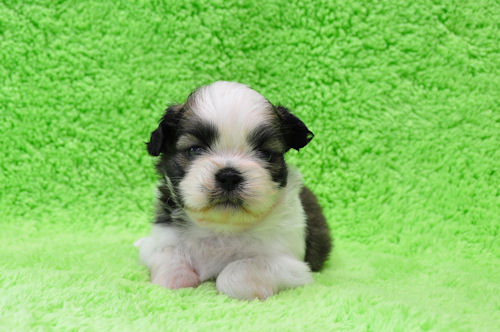 シーズー 小型犬 こいぬ シーズー ブリーダー 子犬販売の専門店 AngelWan 鎌倉 逗子 葉山 小田原 平塚