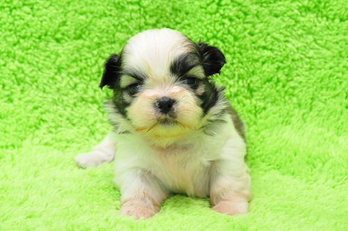 シーズー　ブリーダー　子犬販売の専門店　AngelWan　鼻ペチャ　愛玩犬　ペット　小型犬